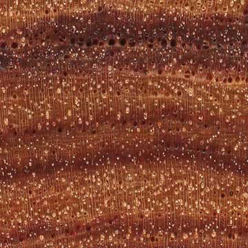 Бразильское тюльпановое дерево (Dalbergia decipularis) – торец доски – волокна древесины