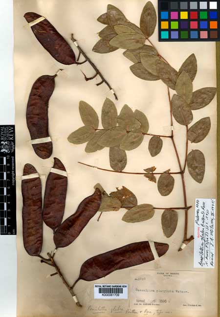 Caesalpinia platyloba (Coulteria platyloba)