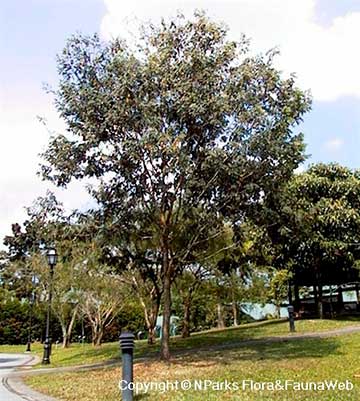 Сиамский палисандр (Dalbergia cochinchinensis)