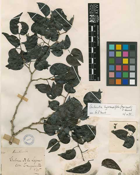 Гербарий – Палисандр Тиете (Guibourtia hymenaeifolia)
