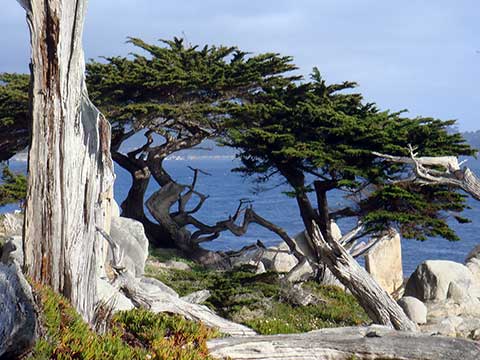 Монтерейский кипарис (Cupressus macrocarpa)