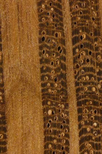 Западный шиоак (Allocasuarina fraseriana) – торец доски – волокна древесины, увел. 10х