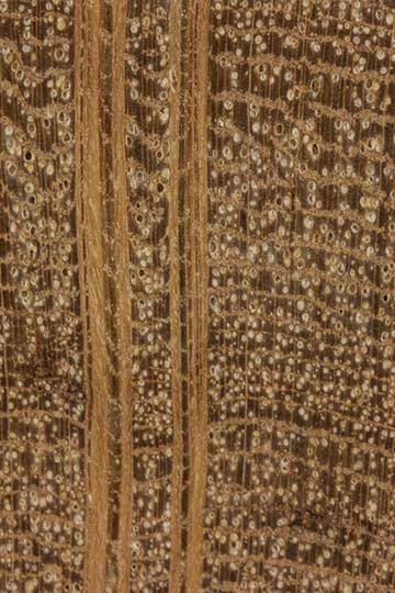 Чёрный шиоак (Allocasuarina littoralis) - торец доски – волокна древесины