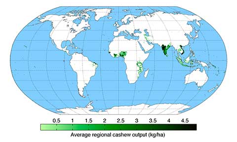 Ареал Anacardium occidentale