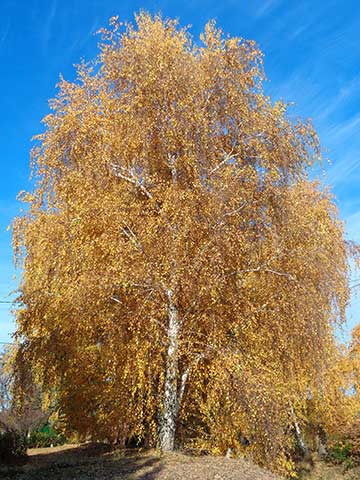 Осенью