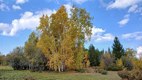 Берёзы в конце августа. Саха (Якутия), Россия