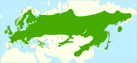Ареал Betula pendula