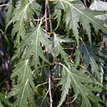 Берёза повислая (Betula pendula) – форма “Dalecarlica”