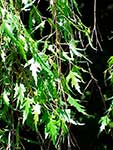 Берёза повислая (Betula pendula) – форма “Laciniata”