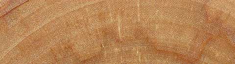 Берёза повислая (Betula pendula) – торец доски