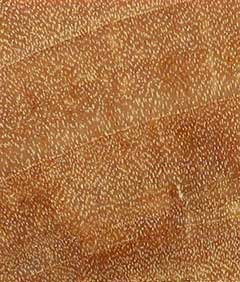 Берёза повислая (Betula pendula) – торец доски – волокна древесины, увел. 10х