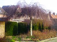 Берёза повислая (Betula pendula) – форма “Tristis”