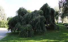 Берёза повислая (Betula pendula) – форма “Youngii”
