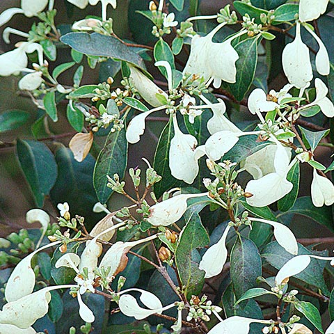 Calycophyllum candidissimum