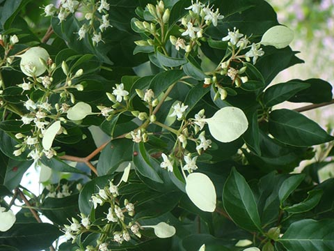 Calycophyllum candidissimum