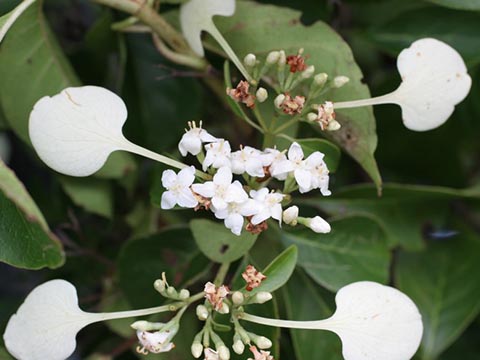 Calycophyllum candidissimum