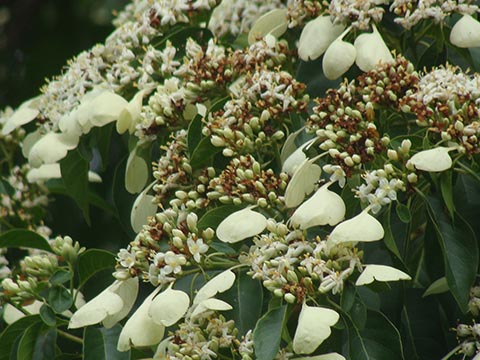 Calycophyllum candidissimum