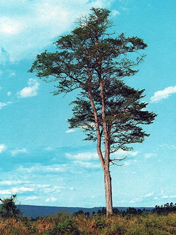 Дерево (Буэнос-Айрес, Аргентина, октябрь 1975 г.)