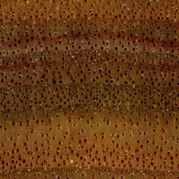 Канарское дерево (Centrolobium microchaete) – торец доски – волокна древесины, увел. 10х