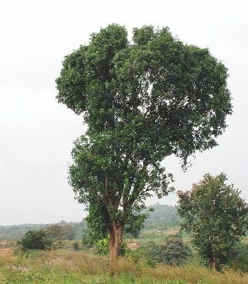 Dalbergia latifolia