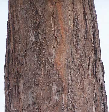 Кора