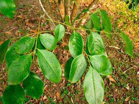 Гондурасский палисандр (Dalbergia stevensonii)