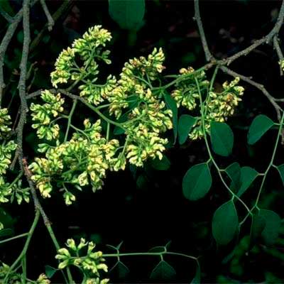 Dalbergia cearensis