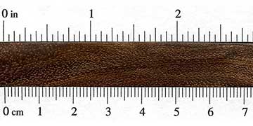 Сиссу (Dalbergia sissoo) – торец доски