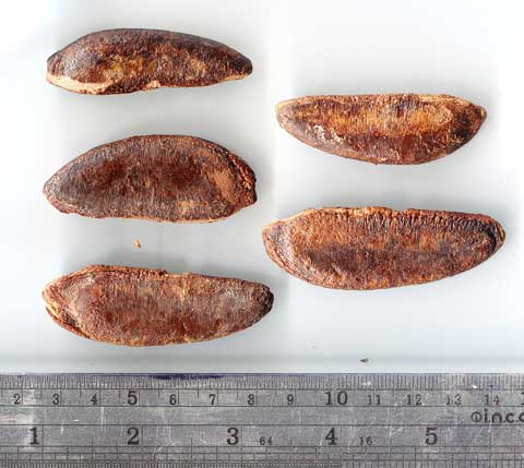 Семена Diospyros crassiflora