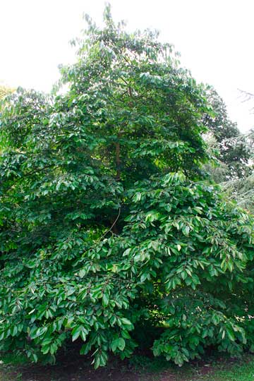 Хурма виргинская (Diospyros virginiana)