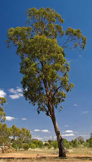Эвкалипт мёдопахнущий (Eucalyptus melliodora)