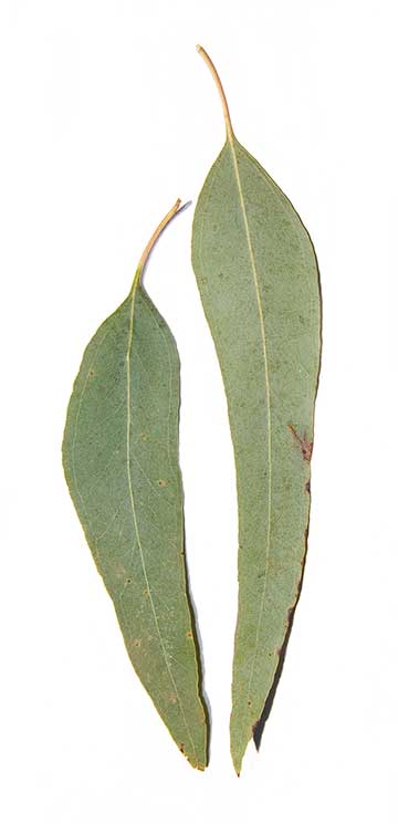 Эвкалипт мёдопахнущий (Eucalyptus melliodora)