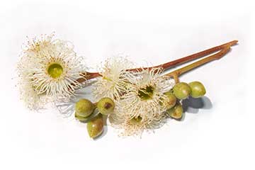 Эвкалипт мёдопахнущий (Eucalyptus melliodora)