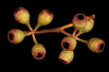 Эвкалипт мёдопахнущий (Eucalyptus melliodora)