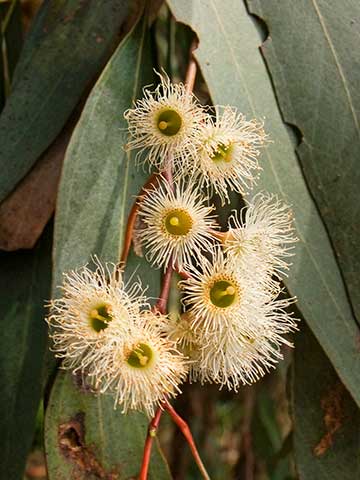 Эвкалипт мёдопахнущий (Eucalyptus melliodora)