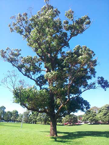 Эвкалипт крепкий (Eucalyptus robusta). Робсон-парк, Хаберфилд (Новый Южный Уэльс)