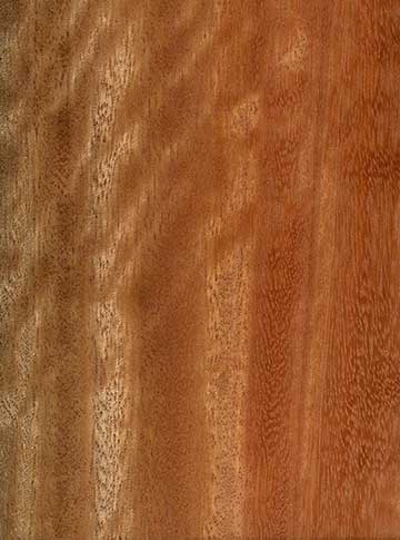 Эвкалипт крепкий (Eucalyptus robusta) – древесина под лаком