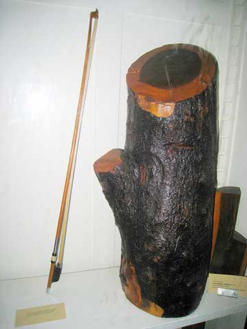 Часть ствола и смычок – Caesalpinia echinata