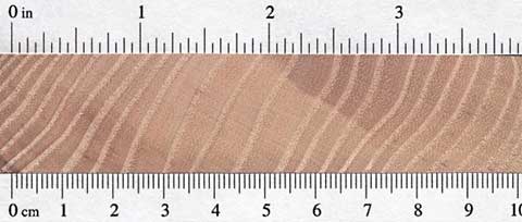 Ясень обыкновенный (Fraxinus excelsior) – торец доски