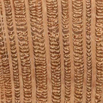 Южный шелковистый дуб (Grevillea robusta) – торец доски – волокна древесины, увел. 10х