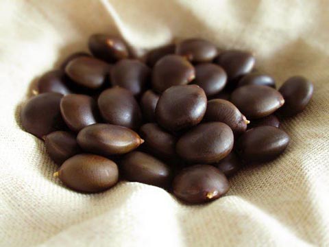 Семена гимнокладуса двудомного (Gymnocladus dioicus)