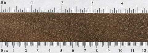 Ятоба (Hymenaea courbaril) – торец доски