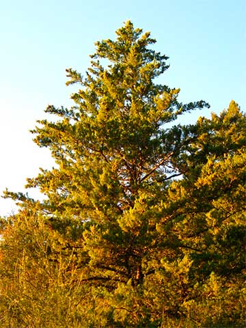 Cupressus goveniana var. abramsiana