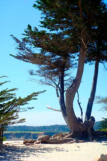 Кипарис монтерейский (Cupressus macrocarpa)