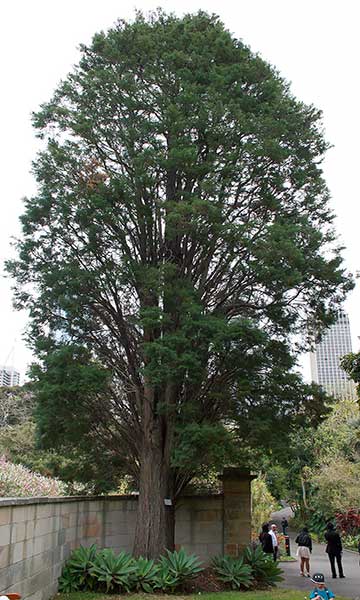 Взрослый Кипарис мексиканский (Cupressus lusitanica)
