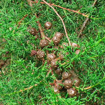 Листья и шишки – Cupressus lusitanica var. lusitanica