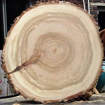 Распил – Кипарис мексиканский (Cupressus lusitanica)