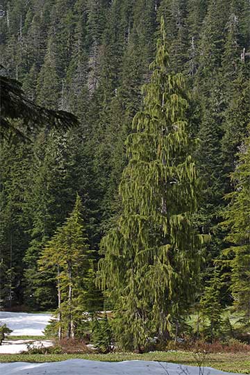 Кипарис нутканский (Cupressus nootkatensis)