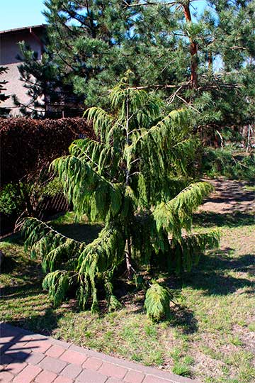 Кипарис нутканский (Cupressus nootkatensis) - Pendula