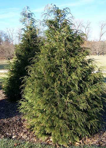 Кипарис нутканский (Cupressus nootkatensis) - Sullivan